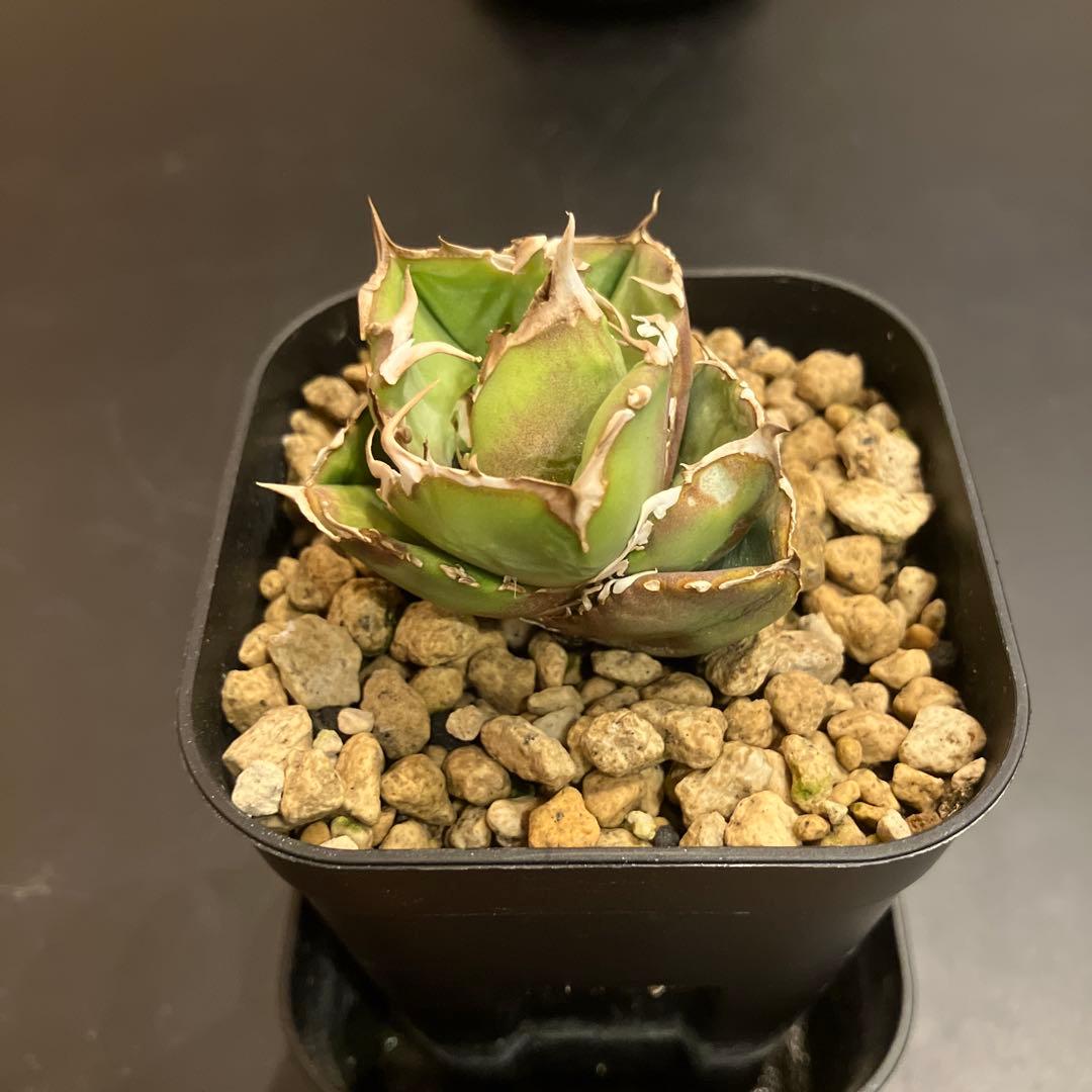 アガベ　COK 追星　子株