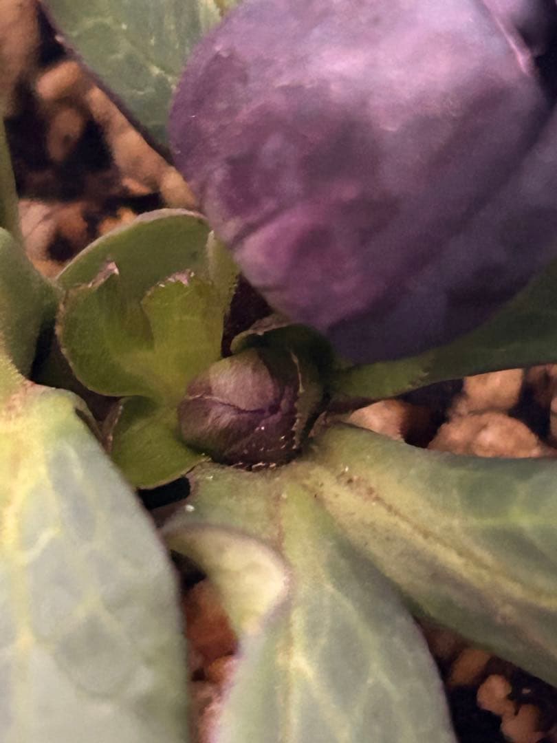 し*ら様 黒影交配　認定美黒姫　小輪ブラック　クリスマスローズ