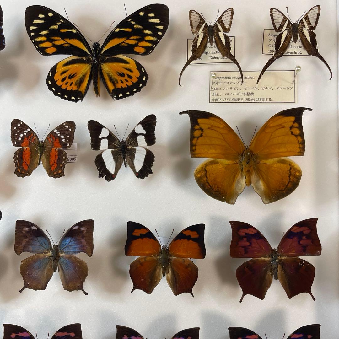 蝶の標本 30匹額装