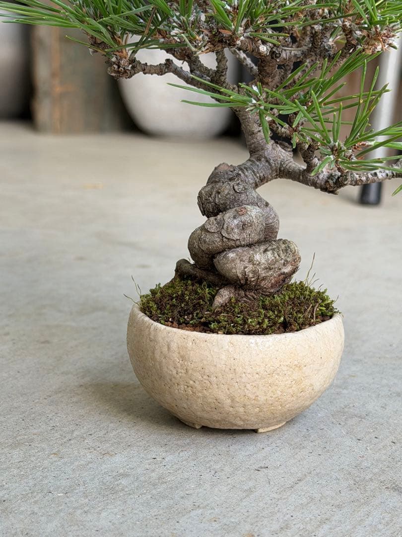 【樹齢20年】黒松