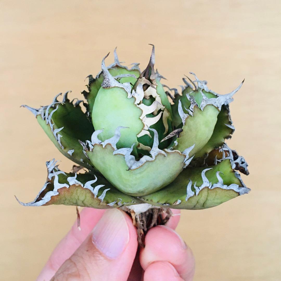 9 フィリグリー コンパクト ボールタイプ 矮性ミニTC株 アガベ チタノタ