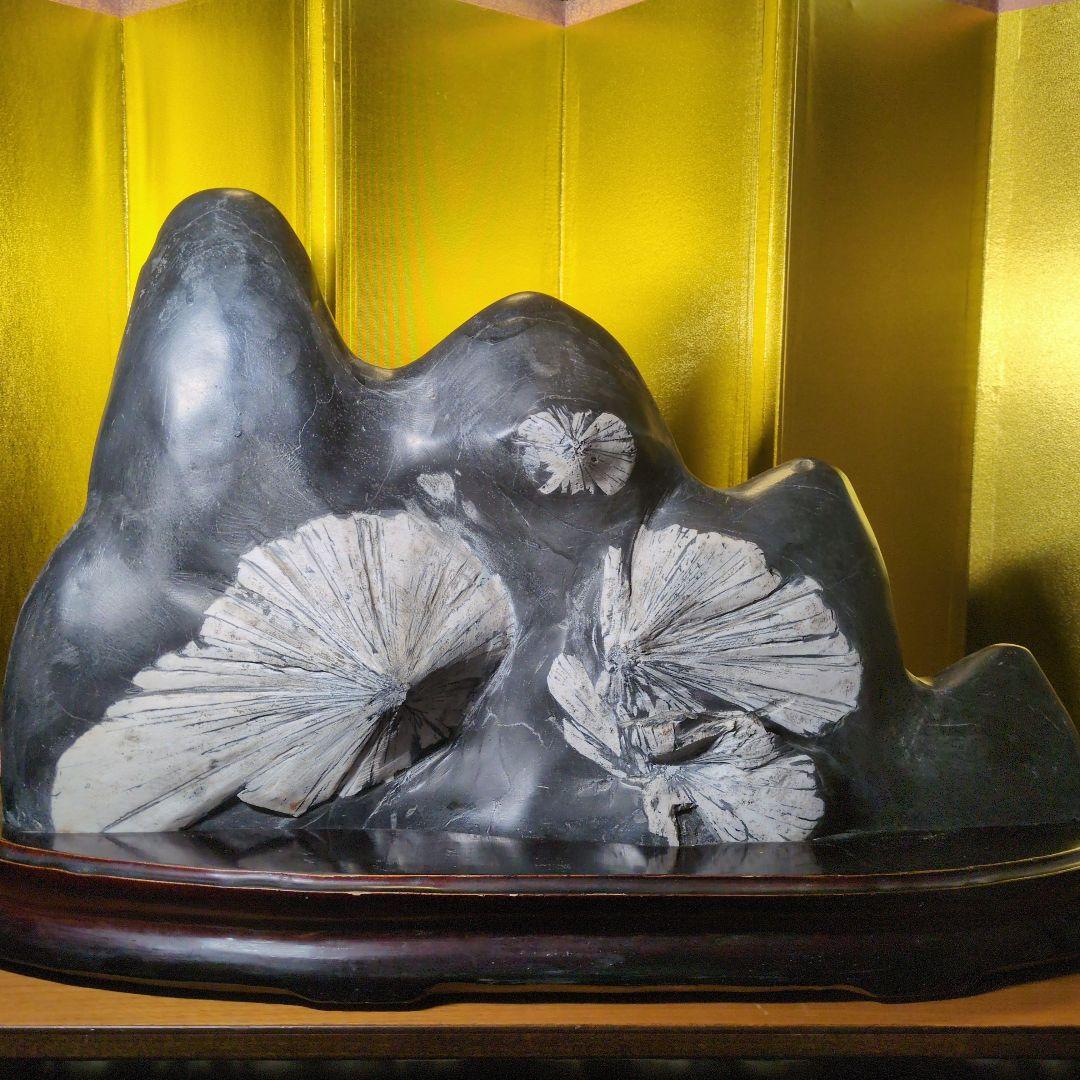 菊花石 16.4kg 根尾谷産 最高級位 自然石 専用台座付き 希少 レア