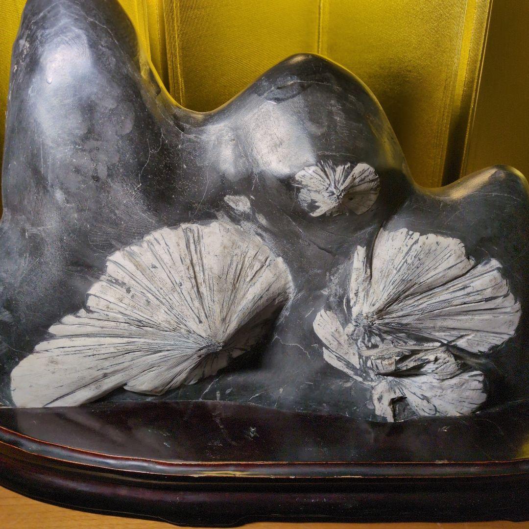 菊花石 16.4kg 根尾谷産 最高級位 自然石 専用台座付き 希少 レア