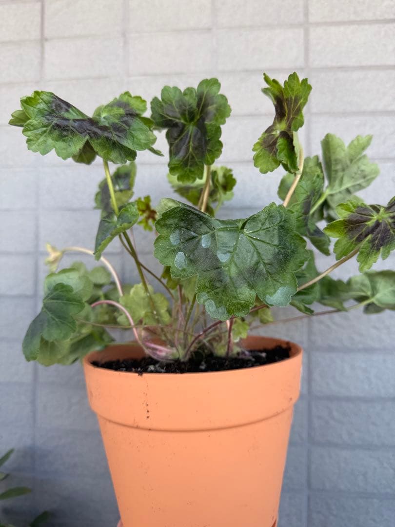 珍しいゼラニウム大苗