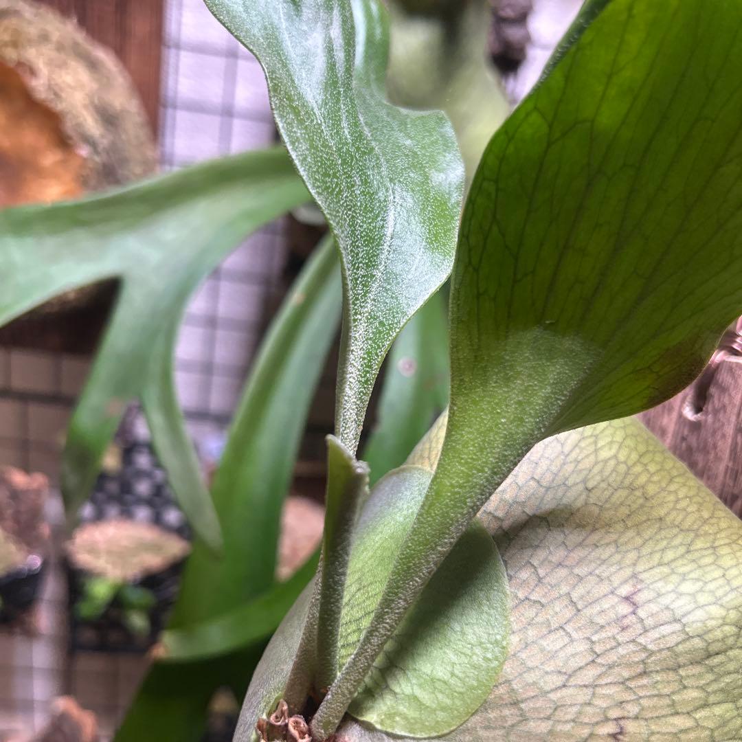 Platycerium hillii cv.Dragon 良形美株 板付