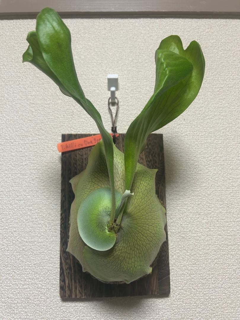 Platycerium hillii cv.Dragon 良形美株 板付