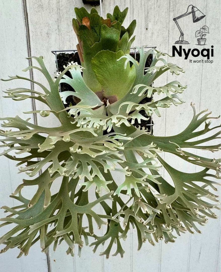 ライフ様おまとめNano(spore)【61】Bacteria (TC)【49】