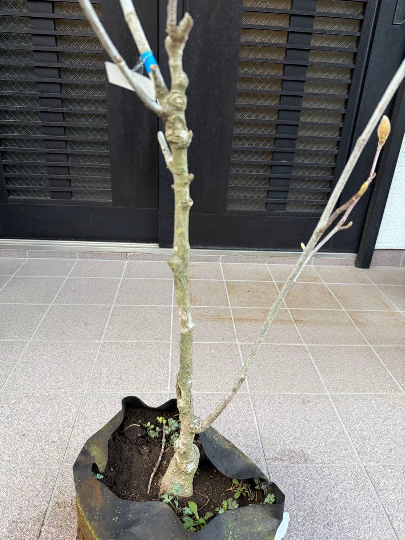 白木蓮 苗木　特大株華やかな芳香