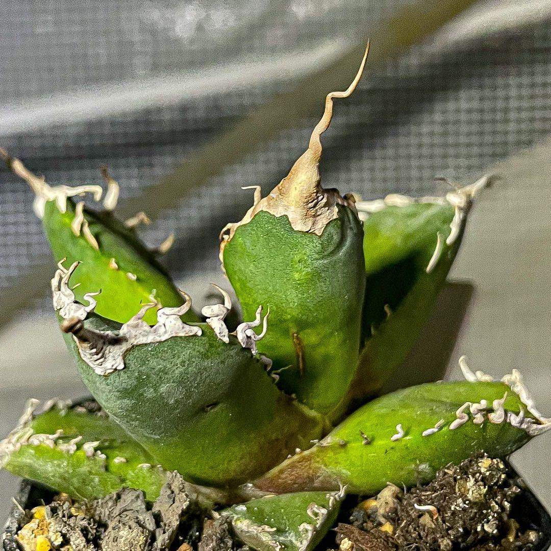 Rourusanco ロウルサンコ　チタノタ レジェンド&マサカリ　セット