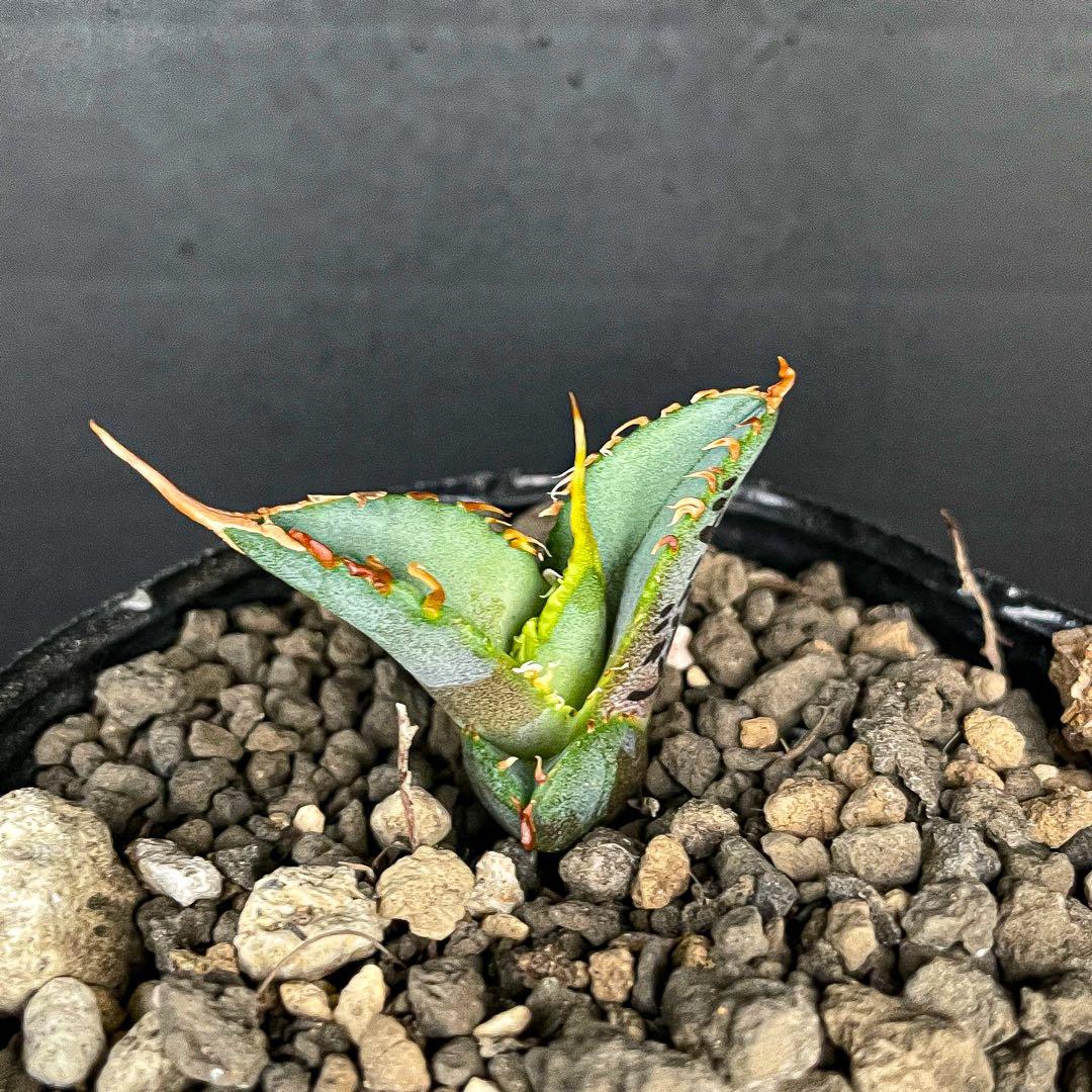 Rourusanco ロウルサンコ　チタノタ レジェンド&マサカリ　セット