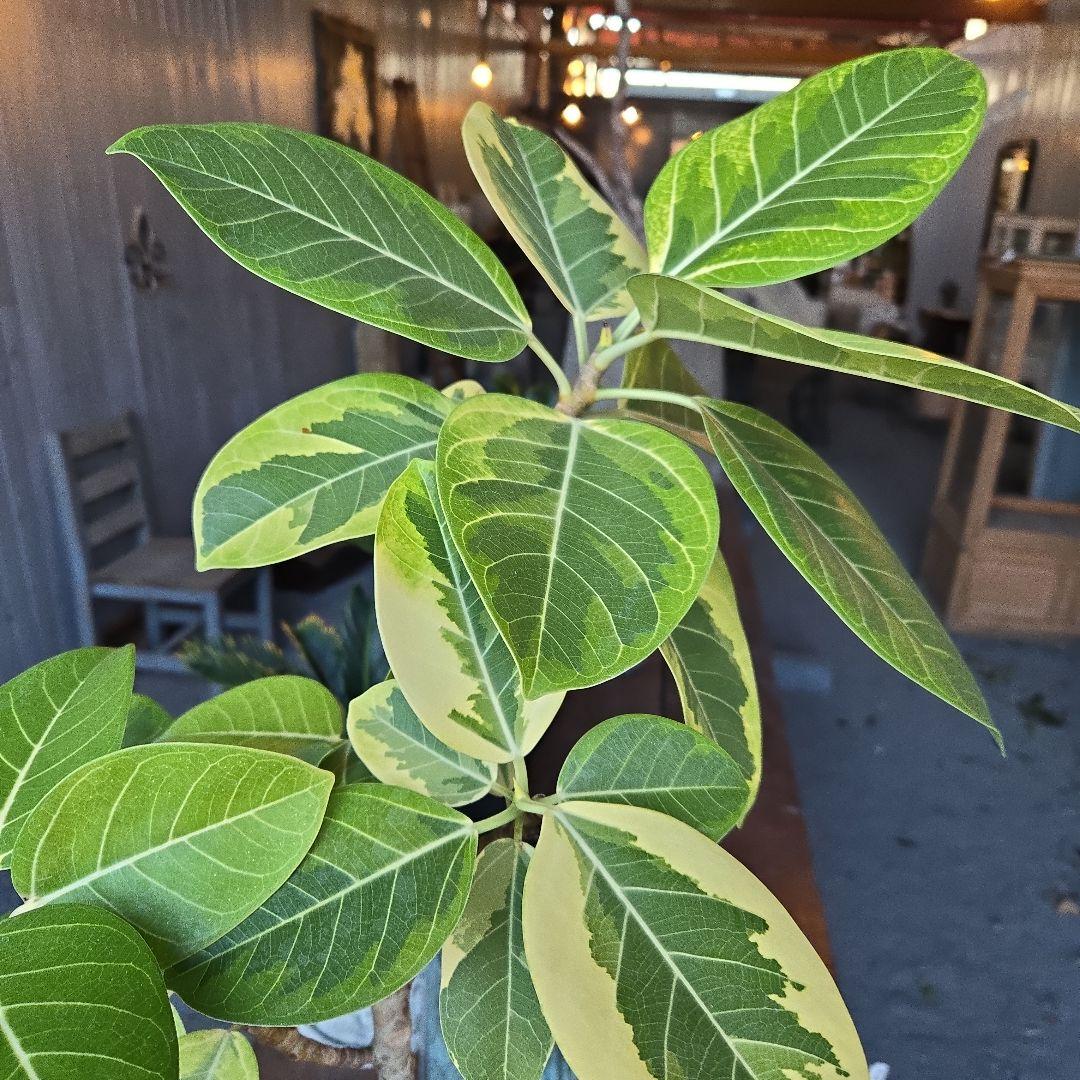 ⑥　フィカス　アルテシマ　曲がり仕立て８号　特大苗木最高等級極上品‼️