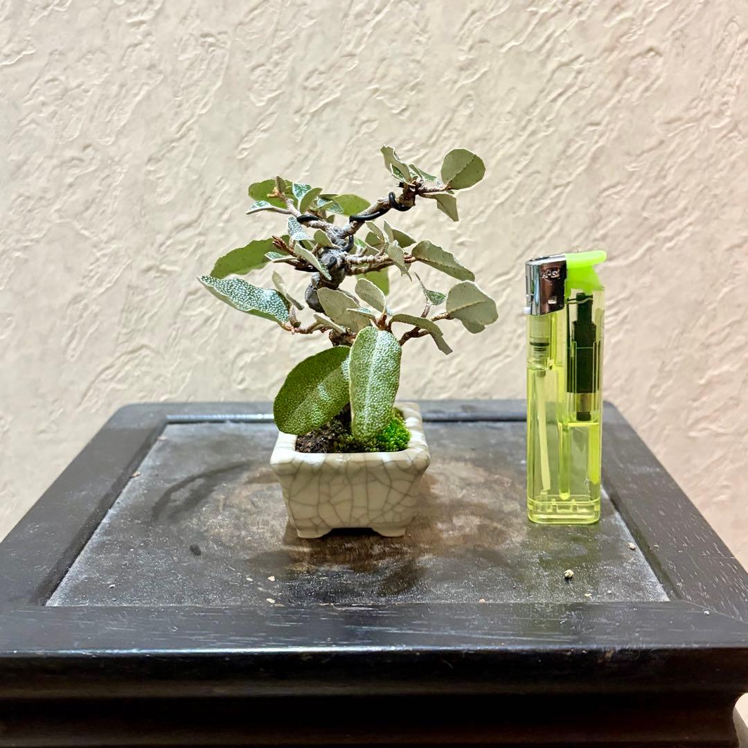 樹高7.5㎝　寒グミ　豆盆栽　ミニ盆栽　青香鉢　真柏　黒松　五葉松　梅　桜