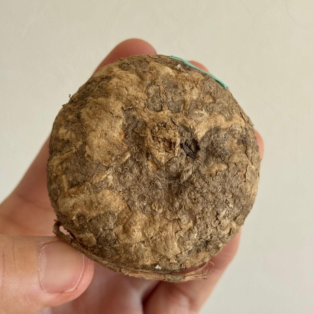 2.アデニア・オバタ 輸入直後ベアルート株　Adenia Ovata