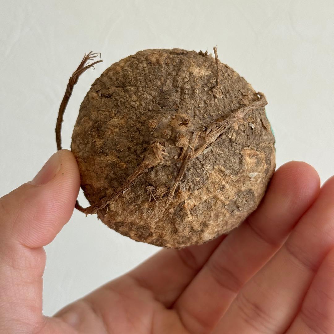 2.アデニア・オバタ 輸入直後ベアルート株　Adenia Ovata