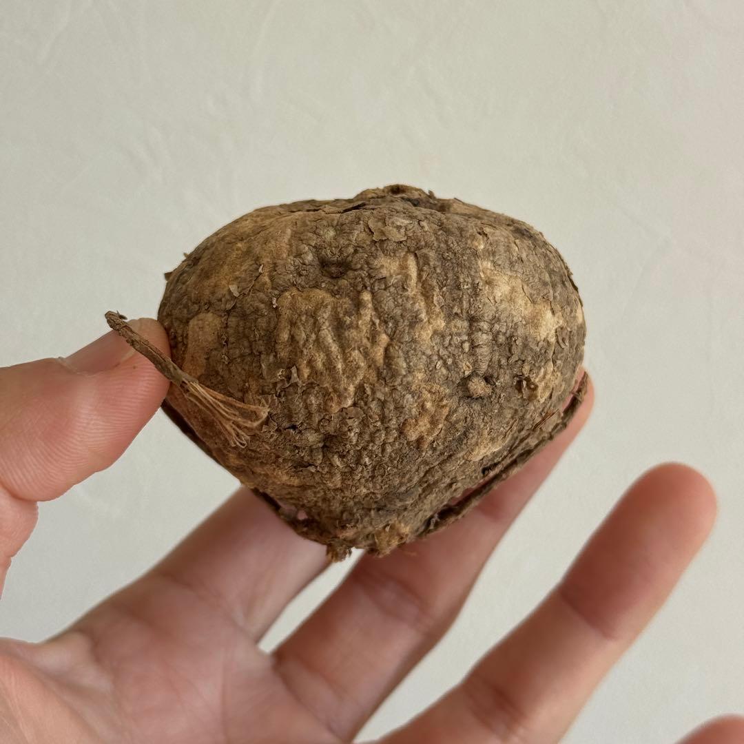 2.アデニア・オバタ 輸入直後ベアルート株　Adenia Ovata