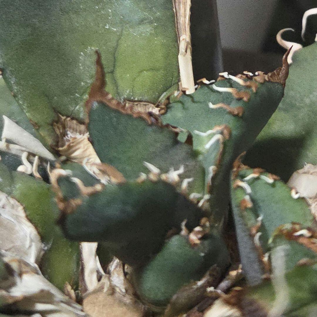 【良型】アガベ　スーパーチタノタ　バケモノ　悪魔くん