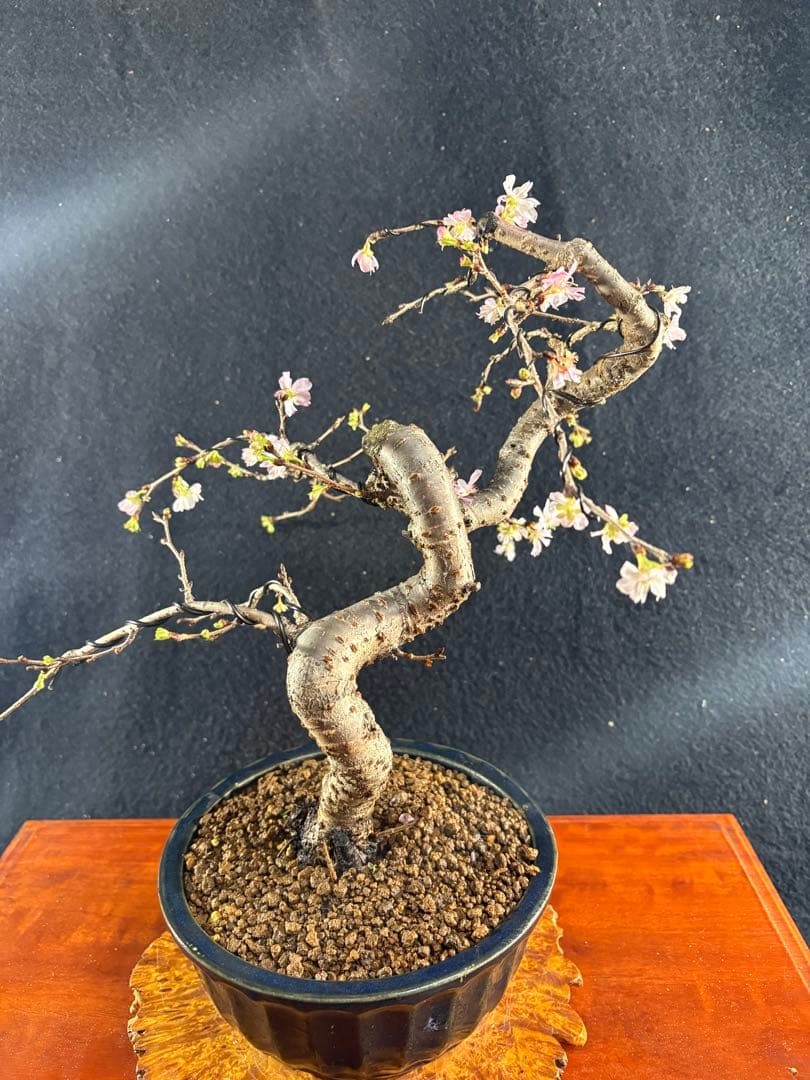 貴風盆栽、十月桜、斜幹模様木 やや傷や汚れあり