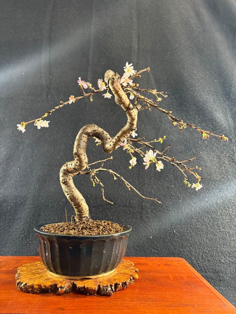 貴風盆栽、十月桜、斜幹模様木 やや傷や汚れあり