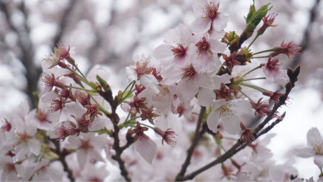 SONY α5100ミラーレスカメラ