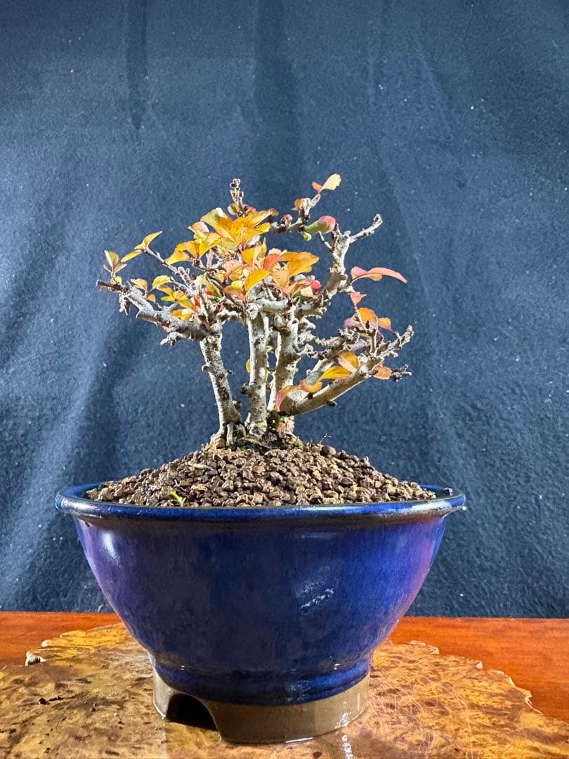 小品盆栽、長寿梅、株立作り、花花芽付き 目立った傷や汚れなし