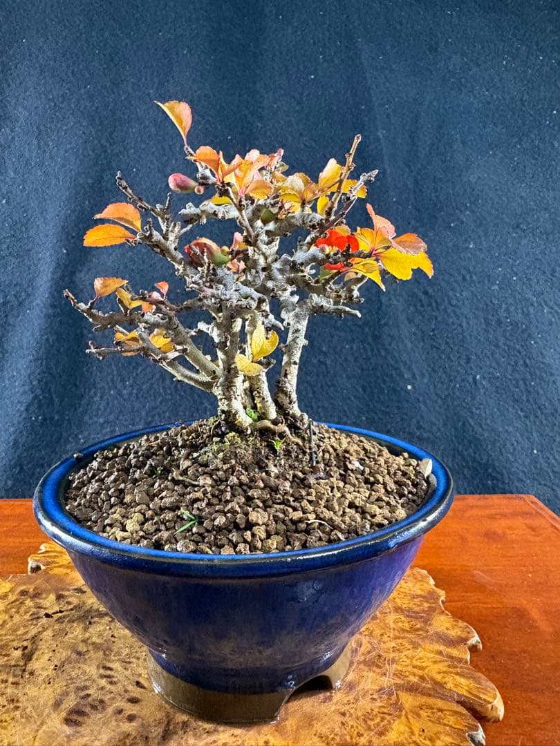 小品盆栽、長寿梅、株立作り、花花芽付き 目立った傷や汚れなし