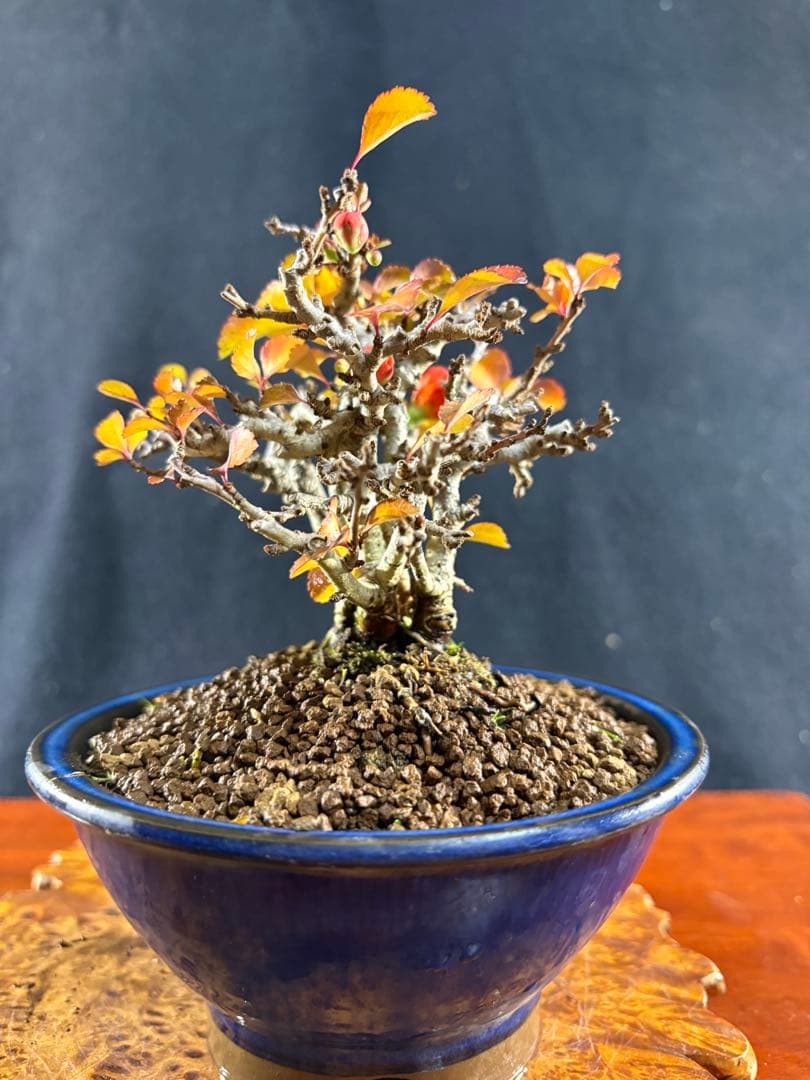 小品盆栽、長寿梅、株立作り、花花芽付き 目立った傷や汚れなし