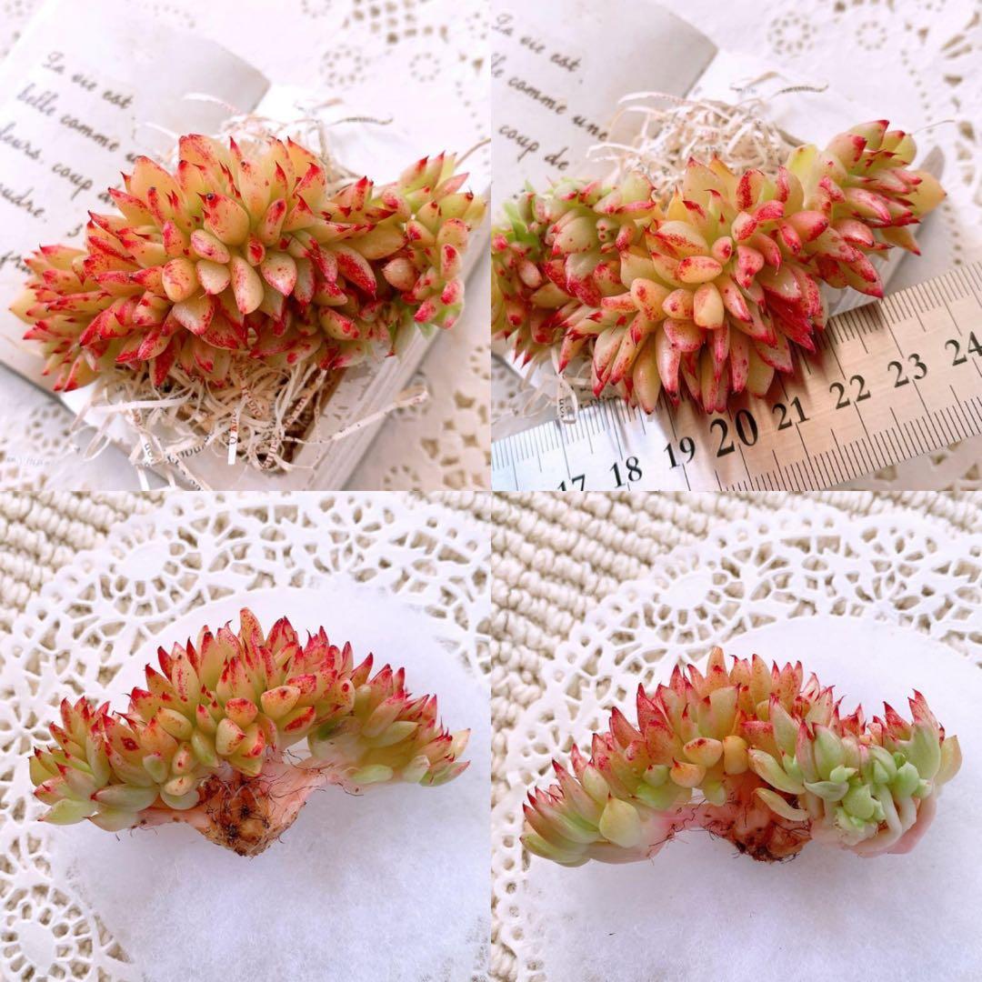 ☆loscente様☆専用です