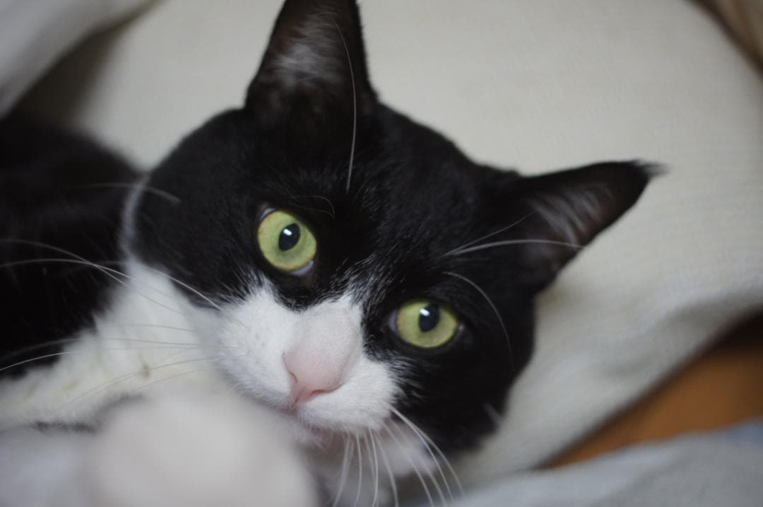 整備済 Olympus PEN FT 38mm F1.8 TTL 露出計バッチリ