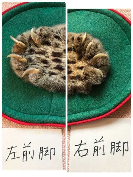 【希少】登録票付　爪付ヒョウ　剥製　敷物　ラグマット　214㌢ 毛皮　壁掛　豹