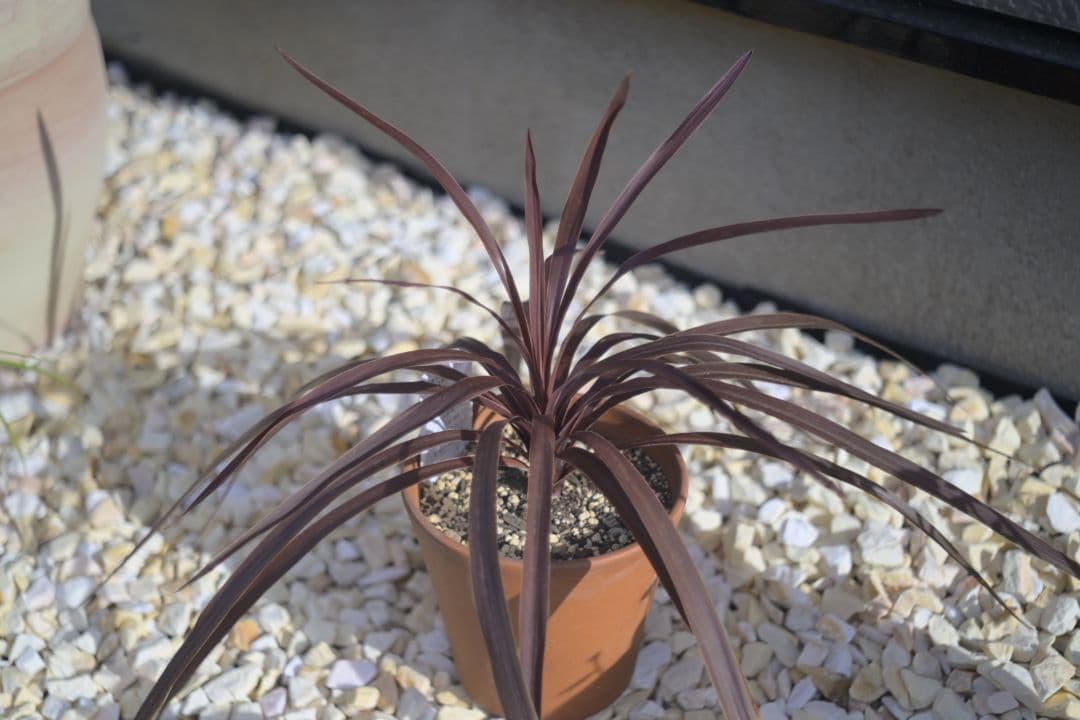 Ernst Leitz Elmar 5cm f2.8 L39マウント