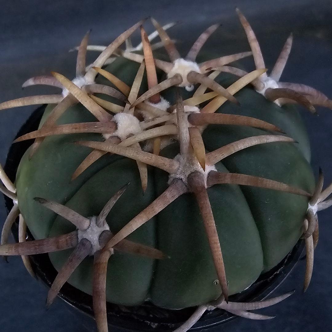 メルカリ便発送☆サボテン エキノカクタス 翠平丸×雷帝(実生苗です)