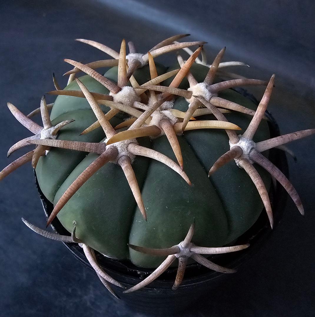 メルカリ便発送☆サボテン エキノカクタス 翠平丸×雷帝(実生苗です)