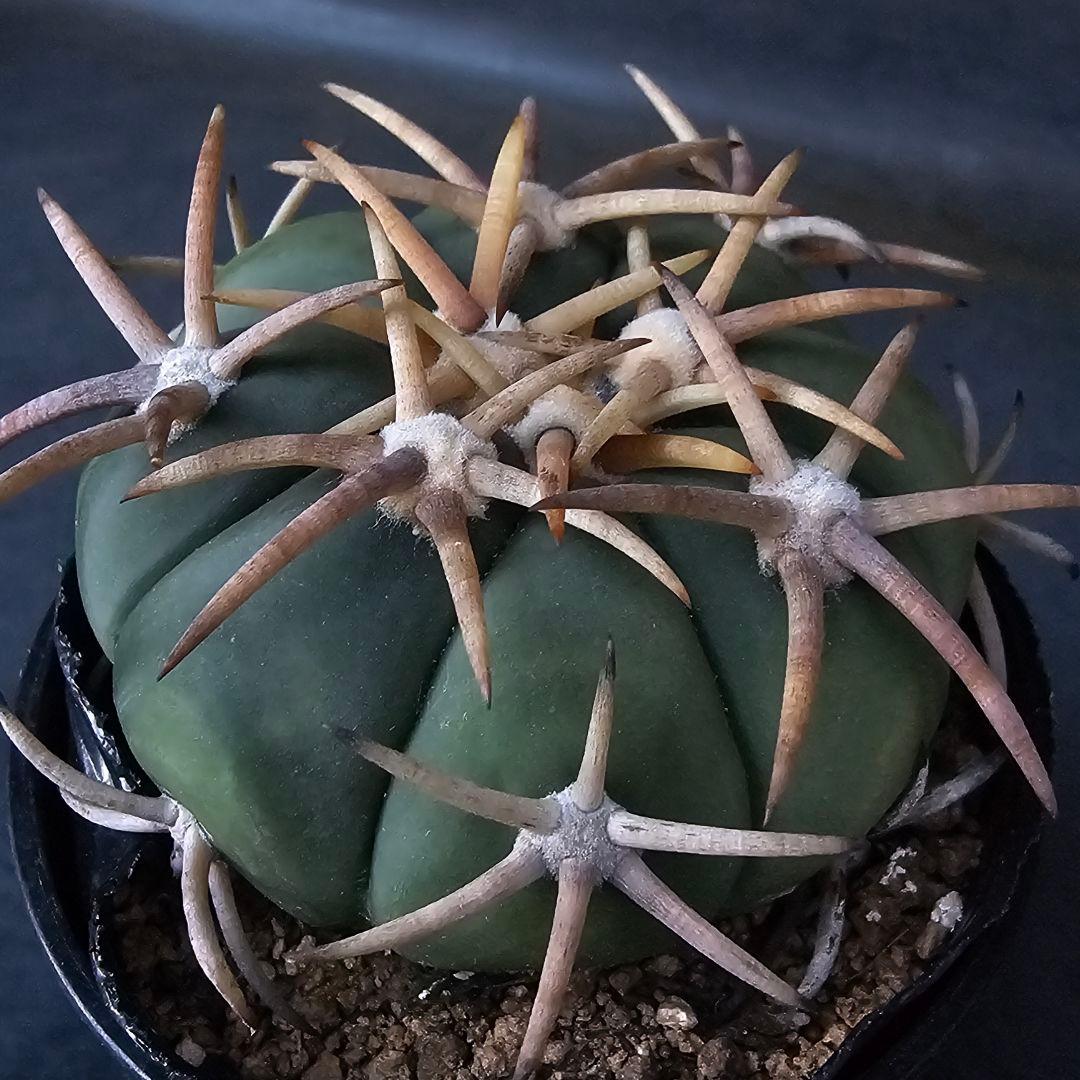 メルカリ便発送☆サボテン エキノカクタス 翠平丸×雷帝(実生苗です)