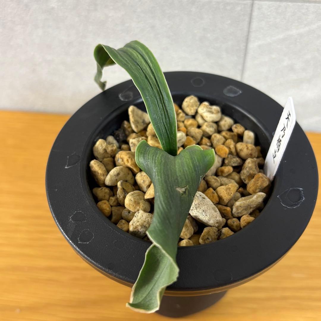 万年青　天乃橋立　獅子系　おもと