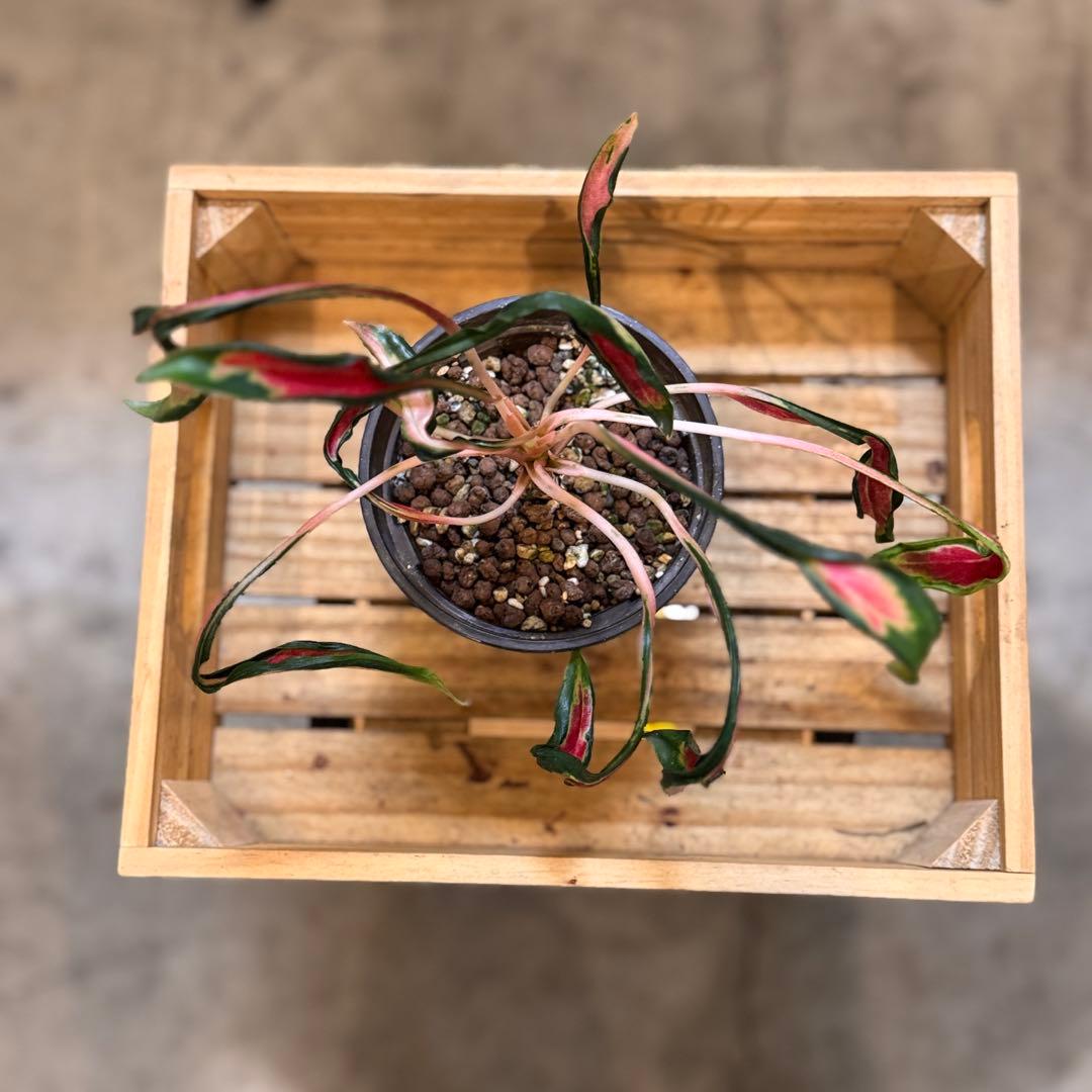 ほ*し様 8 アグラオネマ　ニューハイブリッド　‘メデューサ’ 激レア　希少