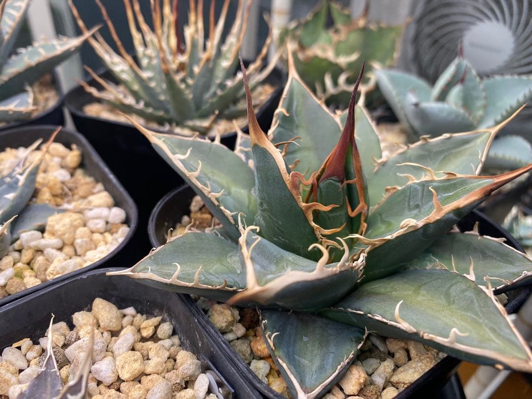 年末年始SALE 実生強棘　斑入りホリダ　2024.5播種　アガベ