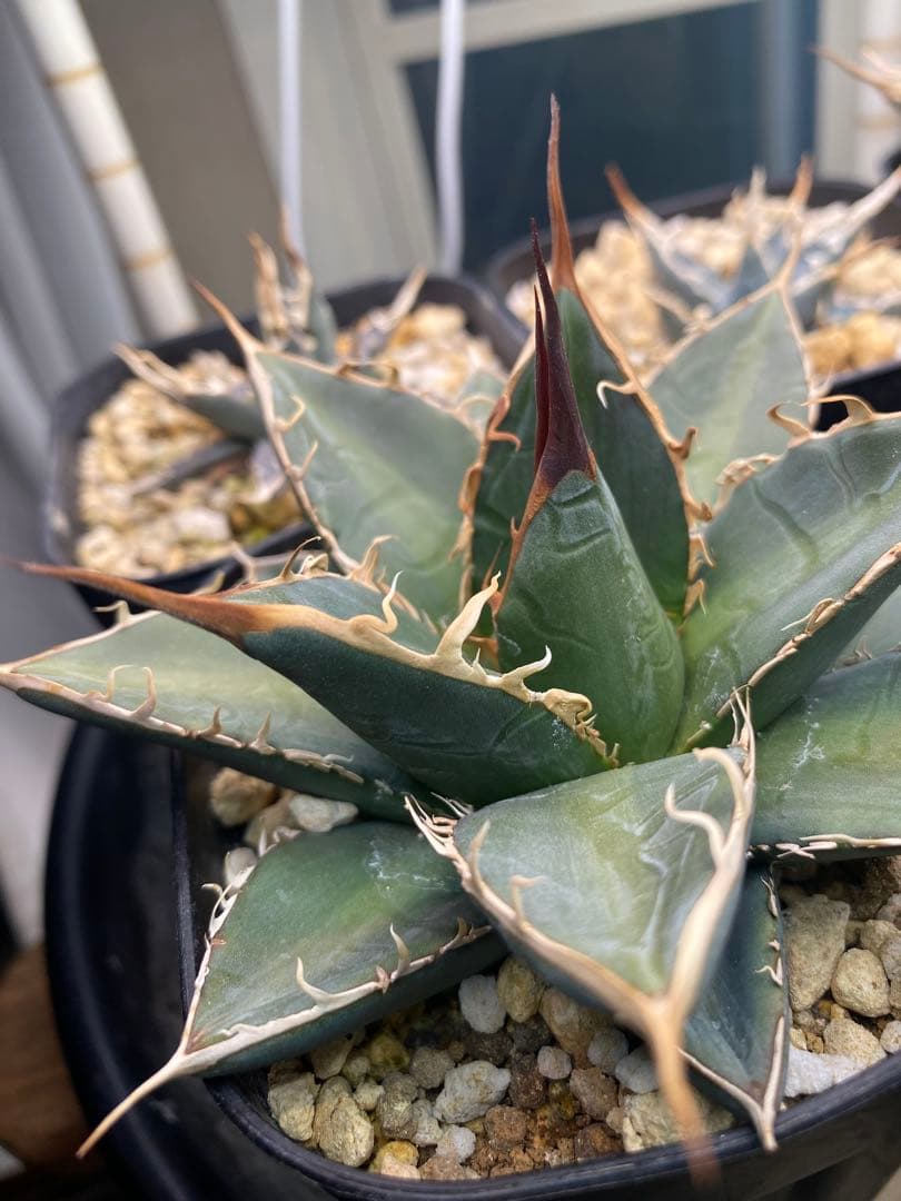 年末年始SALE 実生強棘　斑入りホリダ　2024.5播種　アガベ