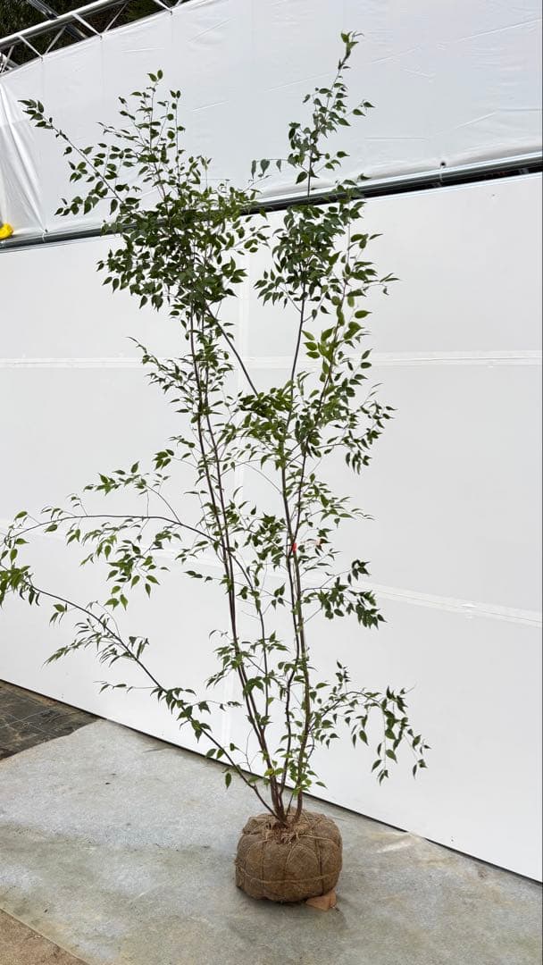 超特大サイズ 細く美しく繊細な樹形 ハイノキ 株立 713 樹高2.4m位