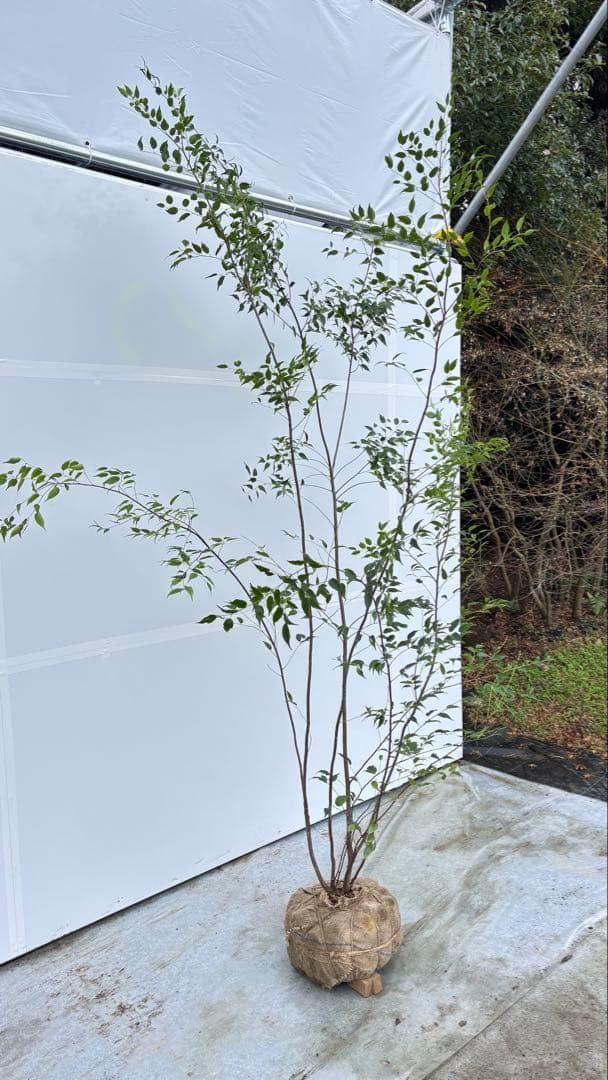 超特大サイズ 細く美しく繊細な樹形 ハイノキ 株立 713 樹高2.4m位