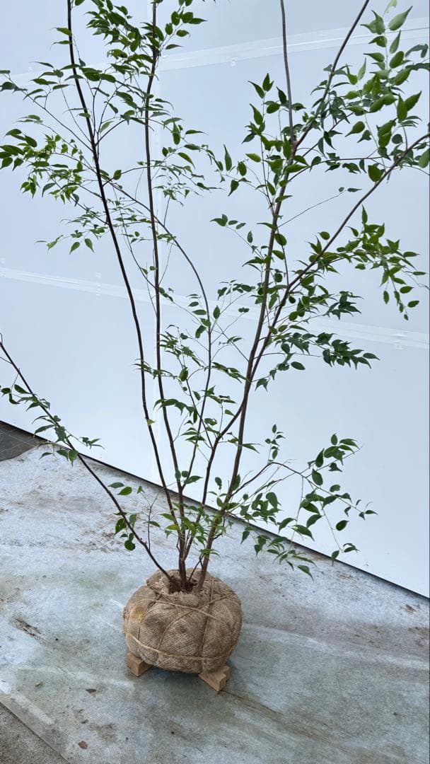 超特大サイズ 細く美しく繊細な樹形 ハイノキ 株立 713 樹高2.4m位