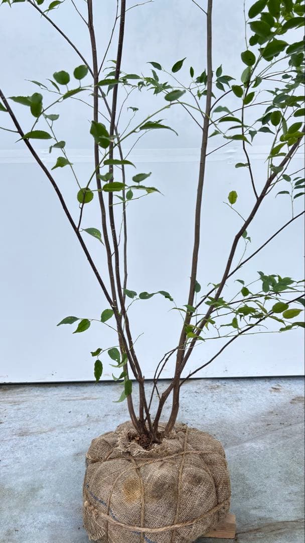 超特大サイズ 細く美しく繊細な樹形 ハイノキ 株立 713 樹高2.4m位