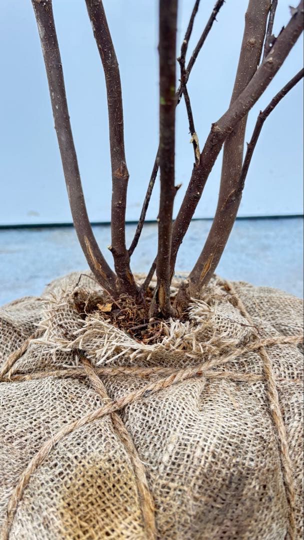 超特大サイズ 細く美しく繊細な樹形 ハイノキ 株立 713 樹高2.4m位