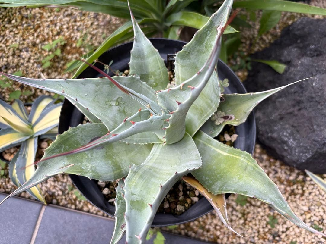 アガベ オバティフォリア 凸凹覆輪斑 ①超希少株 検(キラー オルカ モビー好き