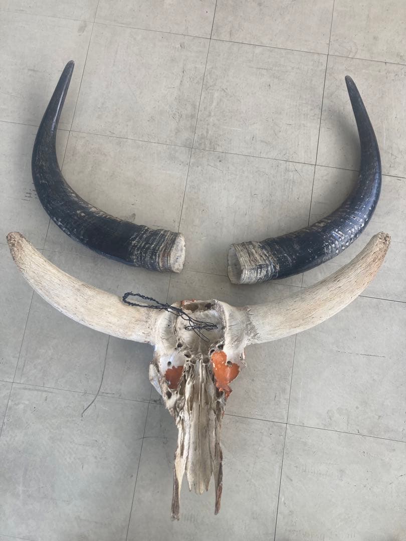 バッファロースカル　特大　壁飾り　オブジェ　アンティーク