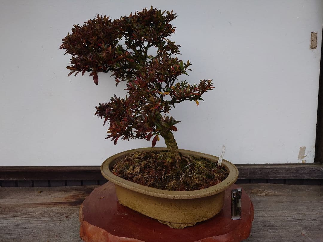 盆栽　皐月　(緋縅)　樹高45cm