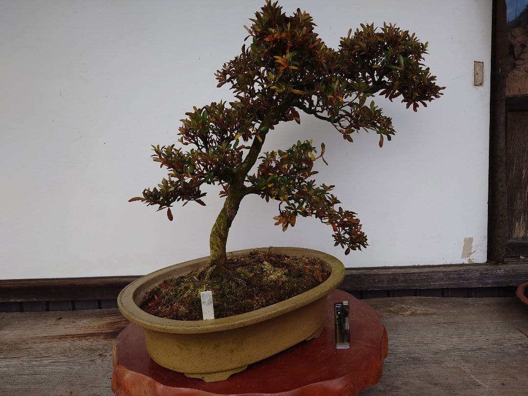 盆栽　皐月　(緋縅)　樹高45cm