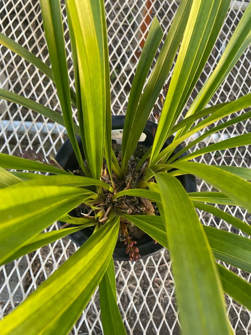 R8年キンリョウヘン花芽7本#4