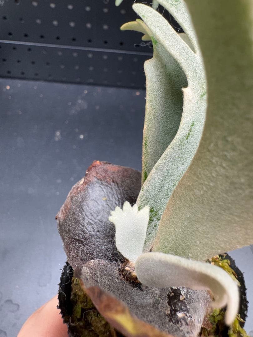 【平凡之鹿】YMDS Totoro HHRナーセリータグ付け #145