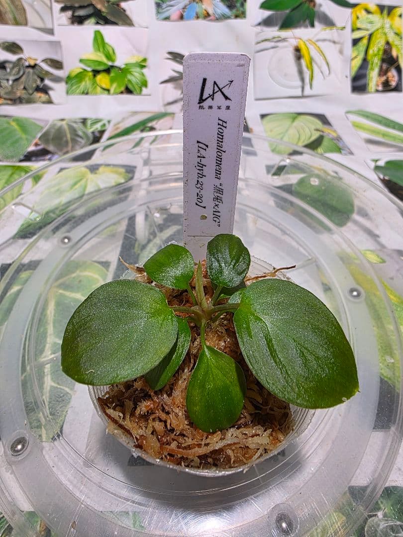 ‼️カイロコンパクト‼️　LA便正規タグ付　ホマロメナ　黒兎×AIG