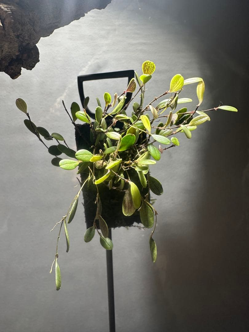 trichosalpinx chamaelepanthes 着生ラン垂れ下がり系